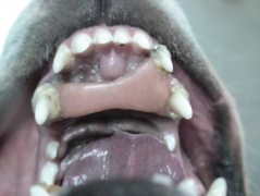 imagen3